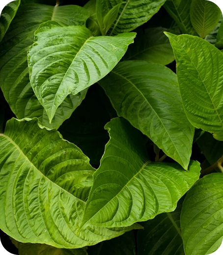 Chlorophyll Green natural pigment from botanical sources