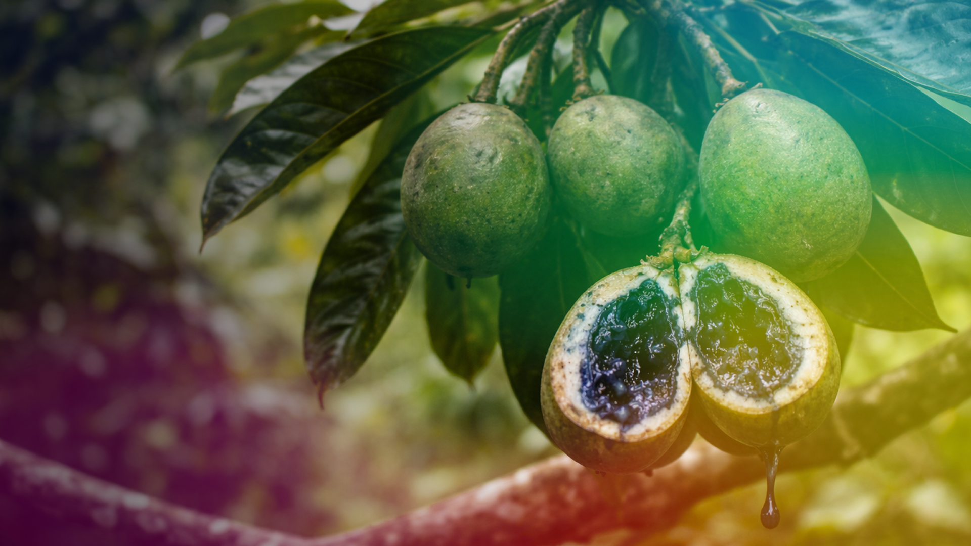 Cluster of green fruits hanging from a tree branch, one fruit is cut open revealing dark purple pulp with juice dripping.