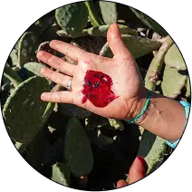 Cochineal Carmine