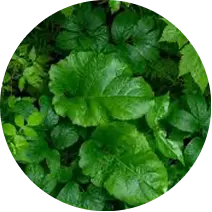 Chlorophyll Green