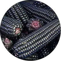 Anthocyanins & Betalains