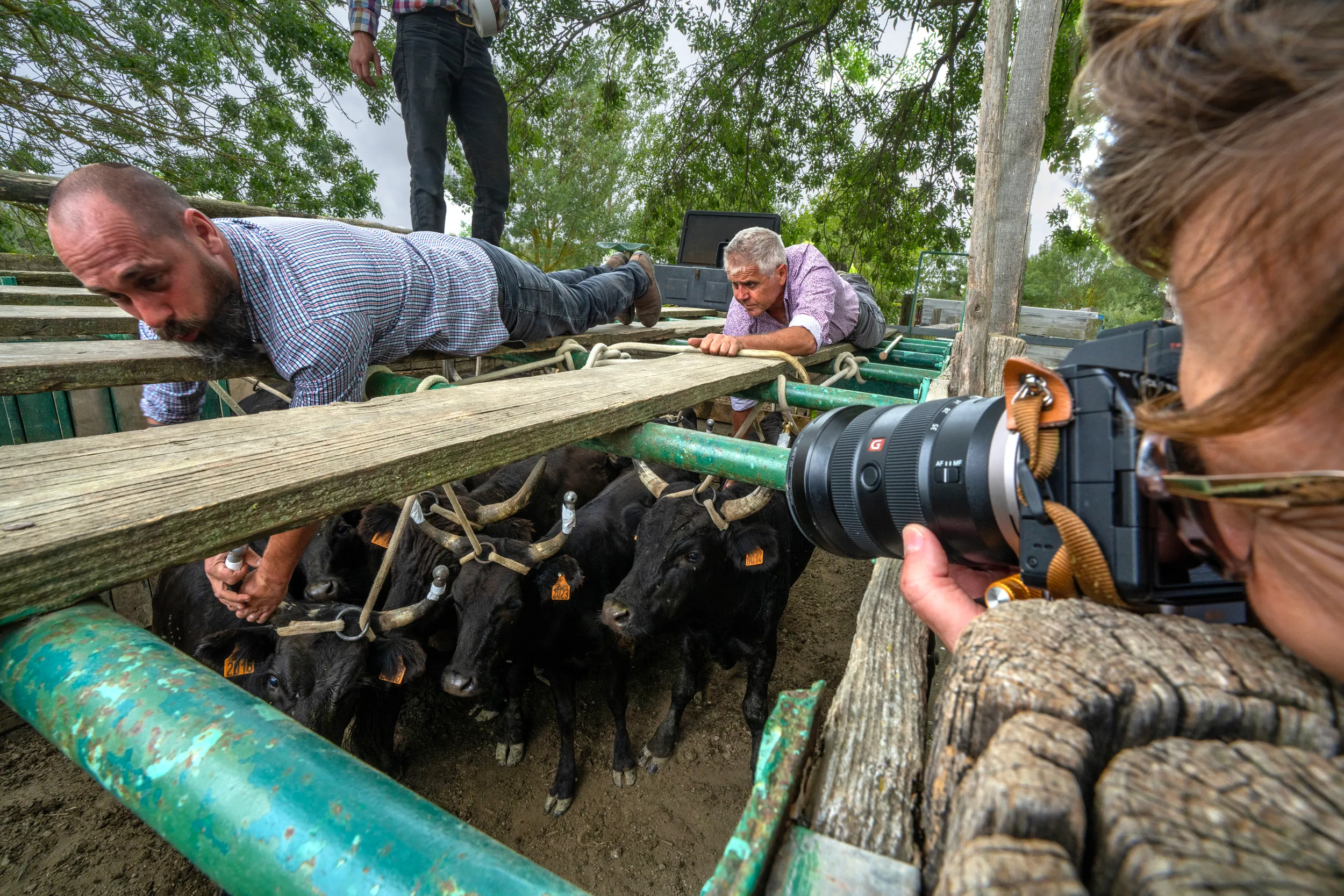 Photovoyageur dans une manade en Camargue