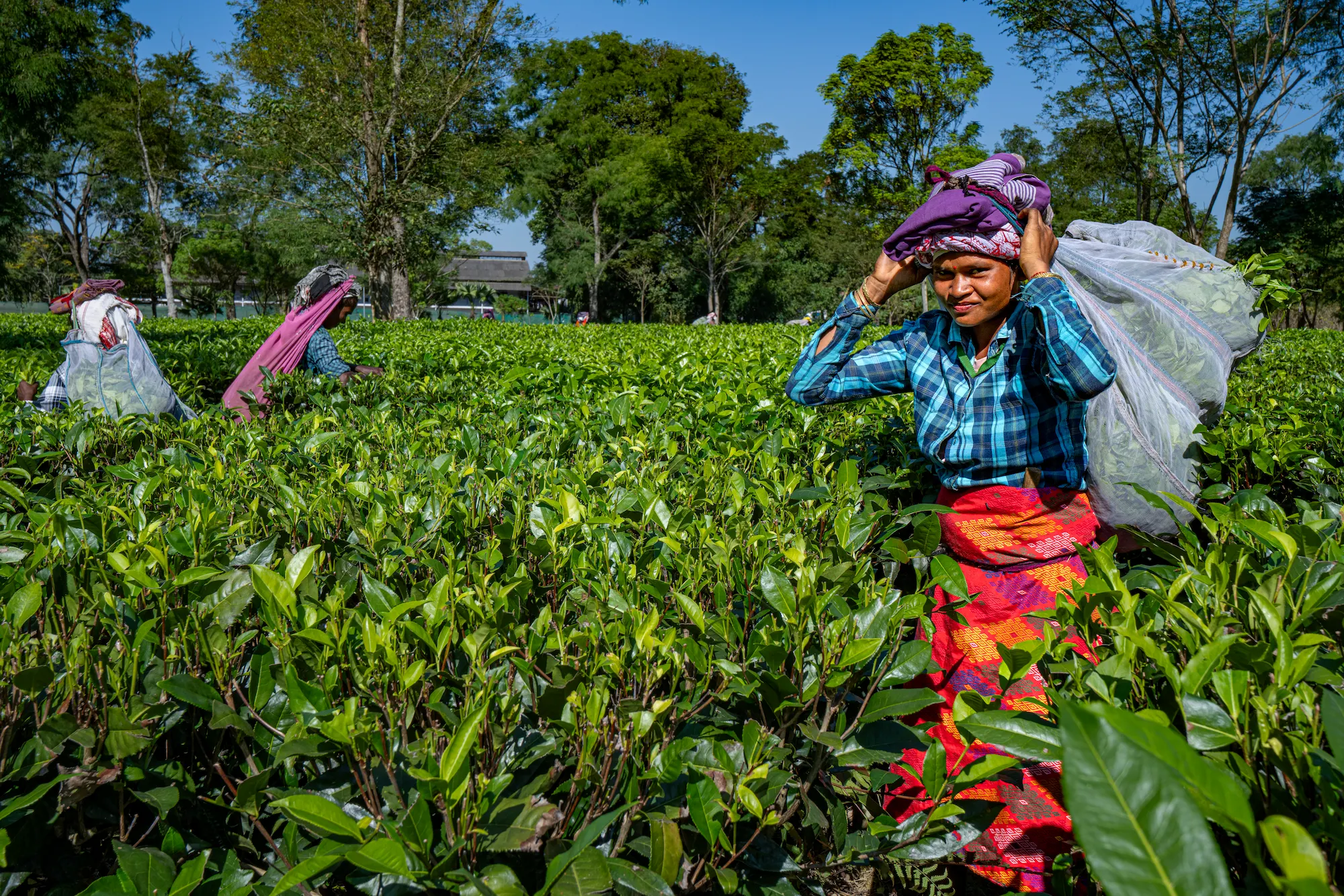 Enfants de l'Assam dans la campagne © Patrick Frilet