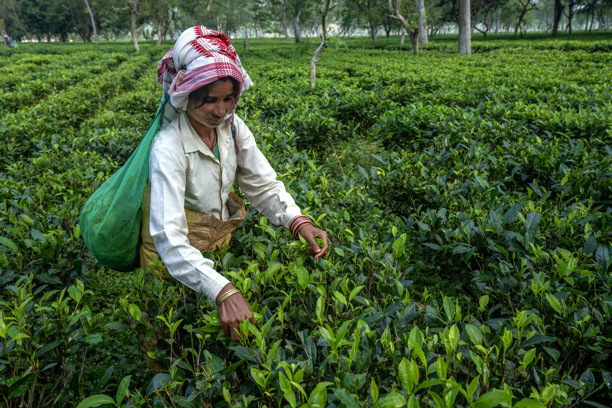 Inde, Assam, cueilleuse de thé