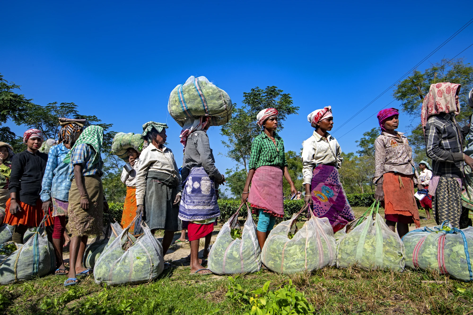 Inde, Assam, cueilleuses de thé