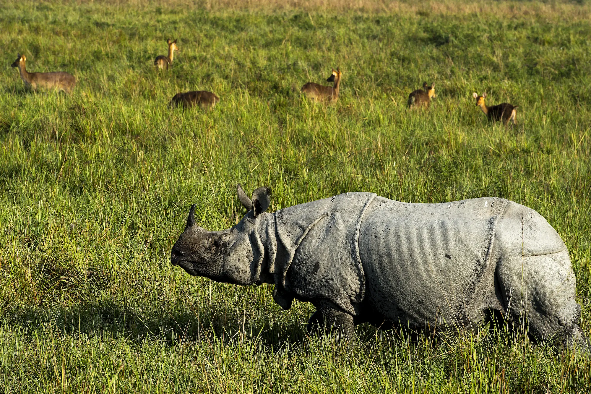 Inde, Assam, rhinoceros unicorne dans le parc de Kaziranga