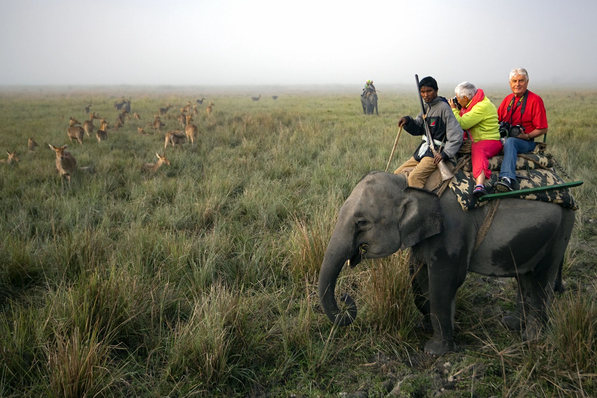 Inde, Assam, à la recherche du rhinocéros unicorne, à dos d'éléphant, dans le parc de Kaziranga