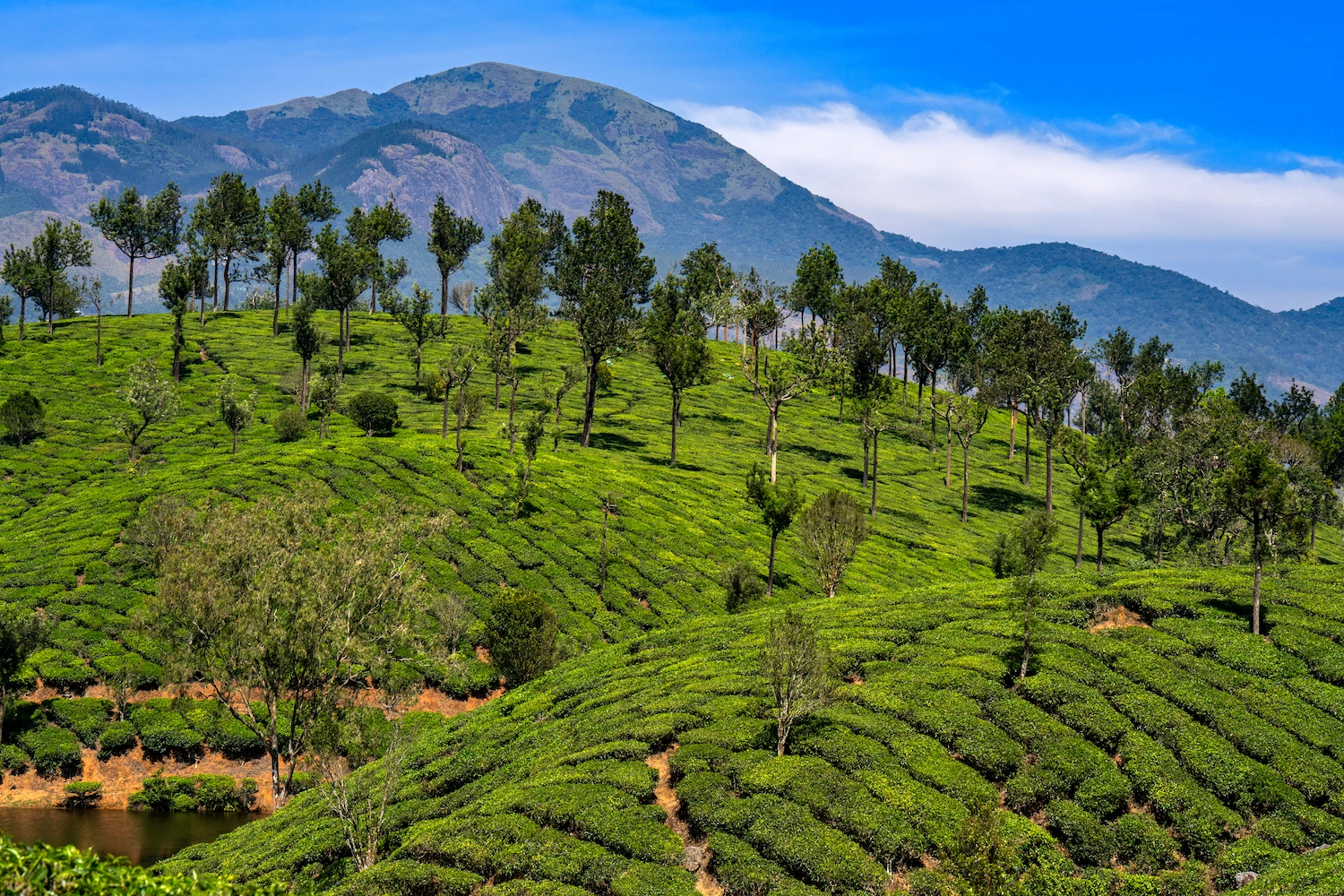 Inde, Kerala, plantations de thé autour de Munnar