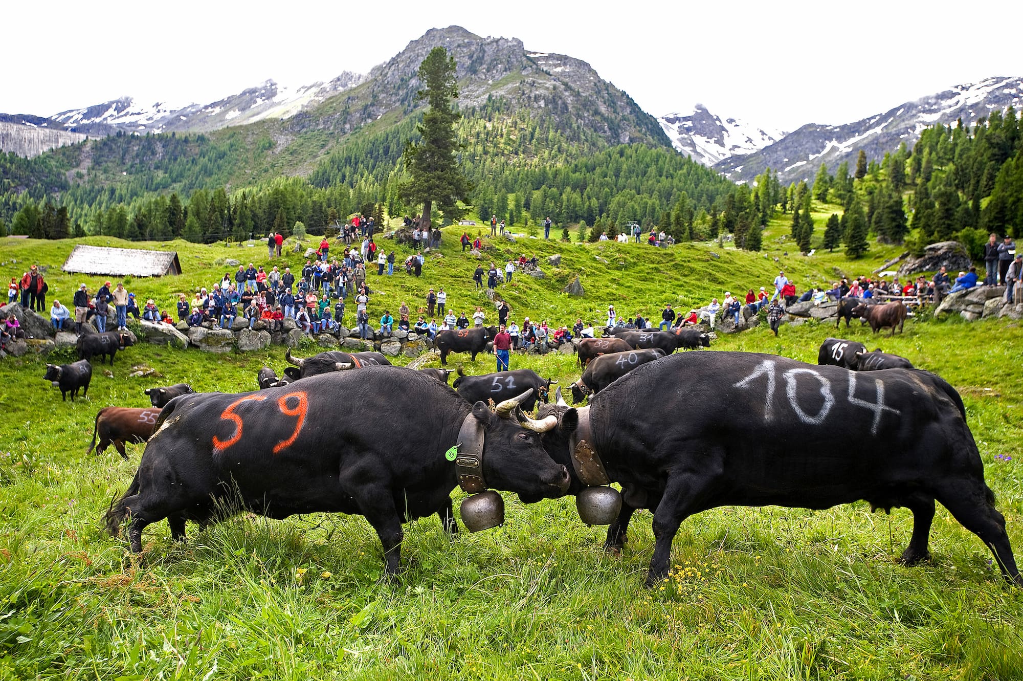 Suisse, Valais, Val d'Herens, Evolène, les combats de reines dans les alpages