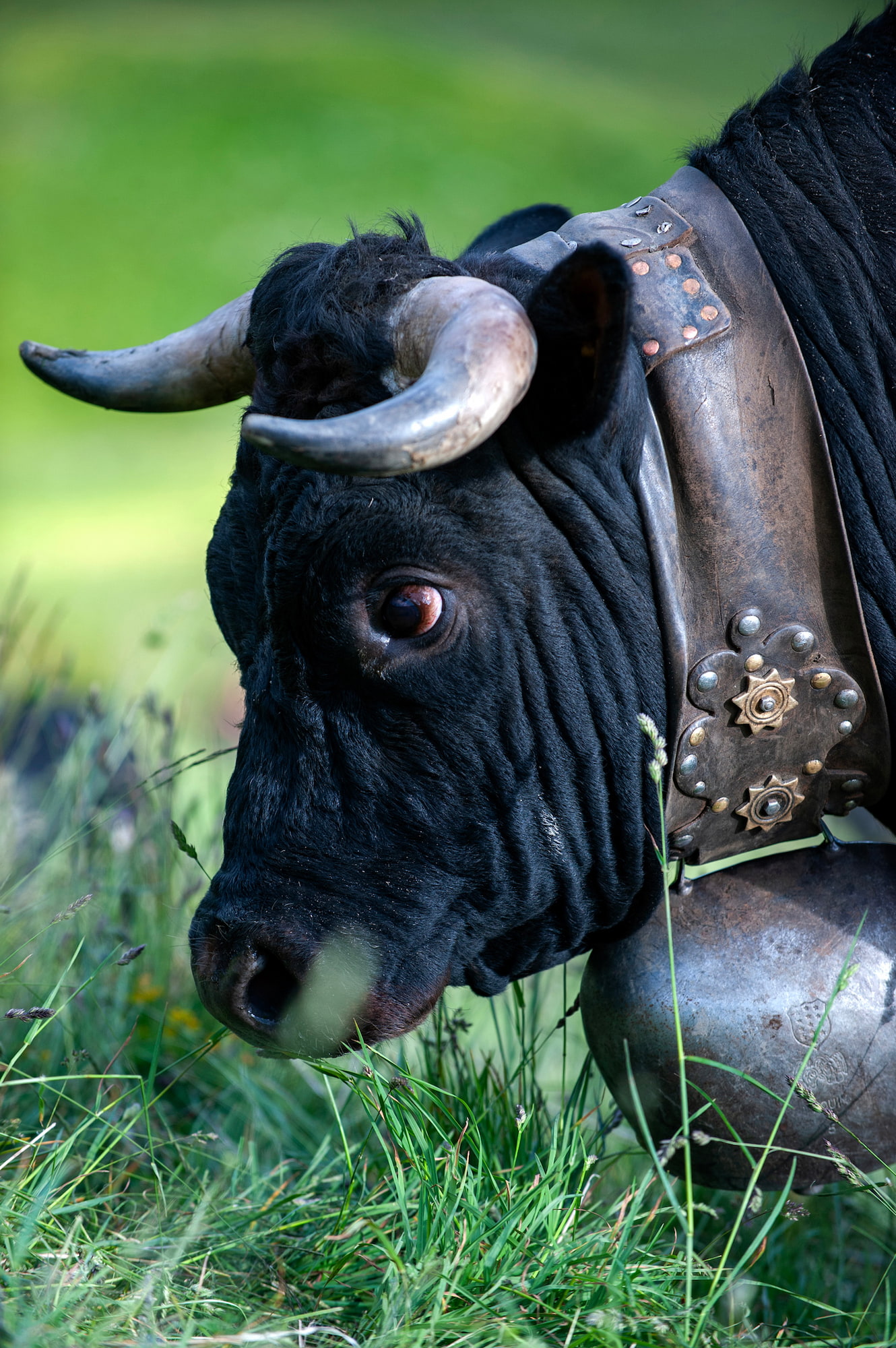Suisse, Valais, Val d'Herens, Evolène, une vache de la race d'Hérens
