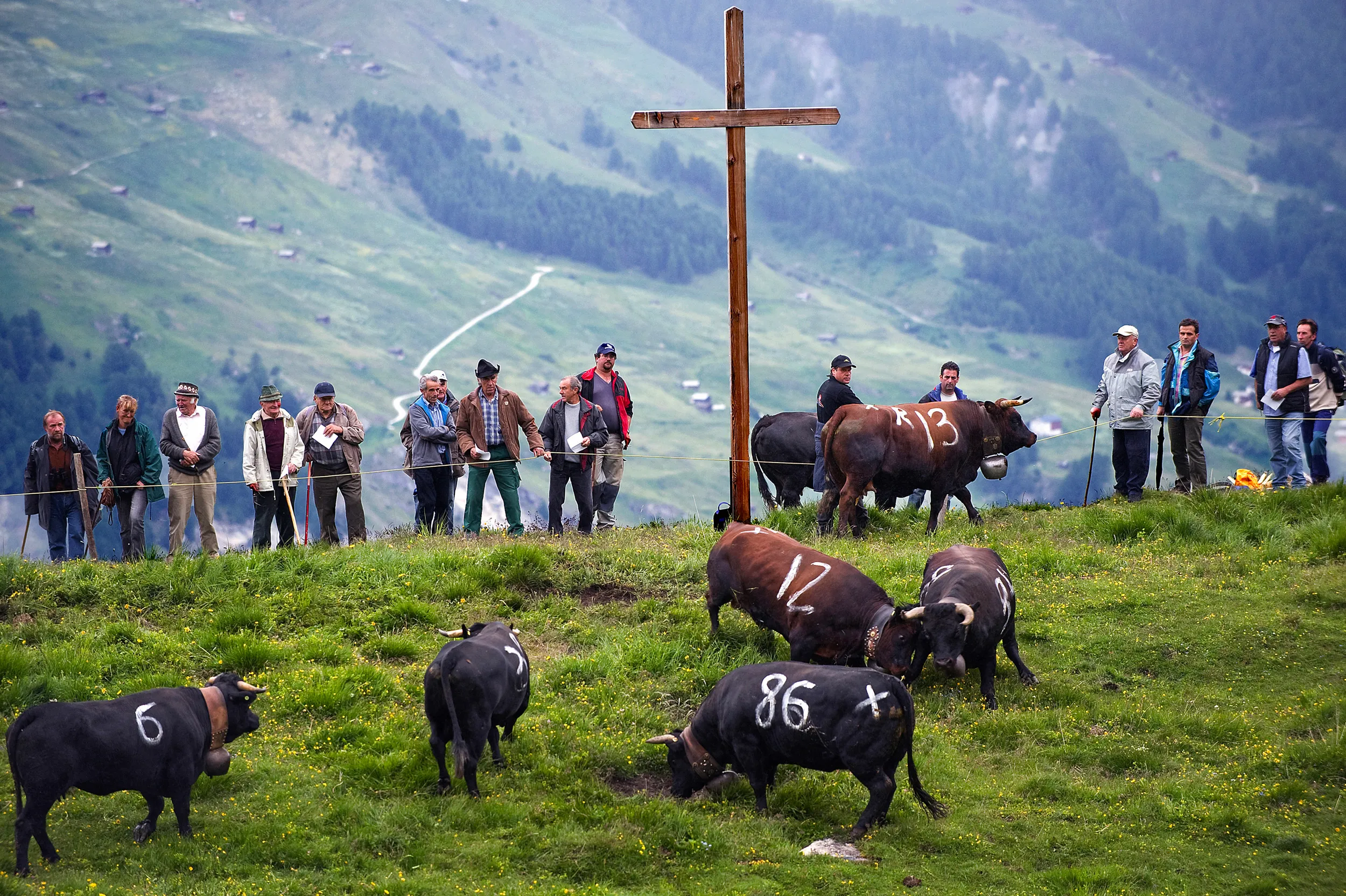 Suisse, Valais, Val d'Herens, Evolène, les combats de reines dans les alpages