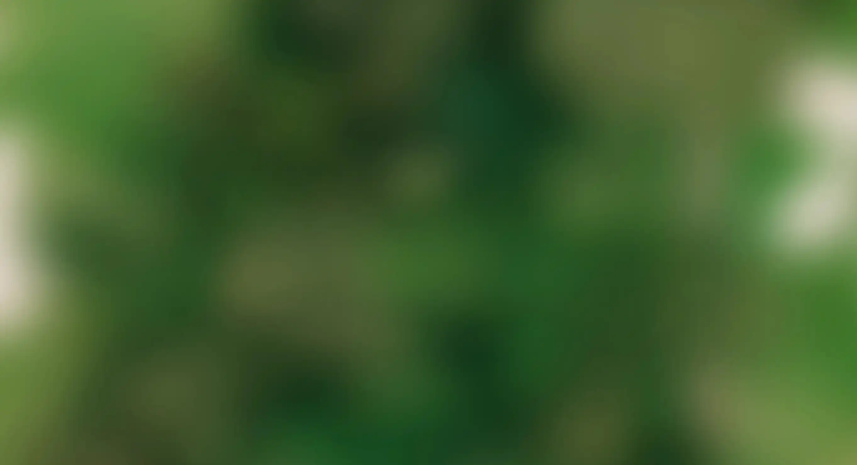 Blurred abstract background with various shades of green and soft light spots.