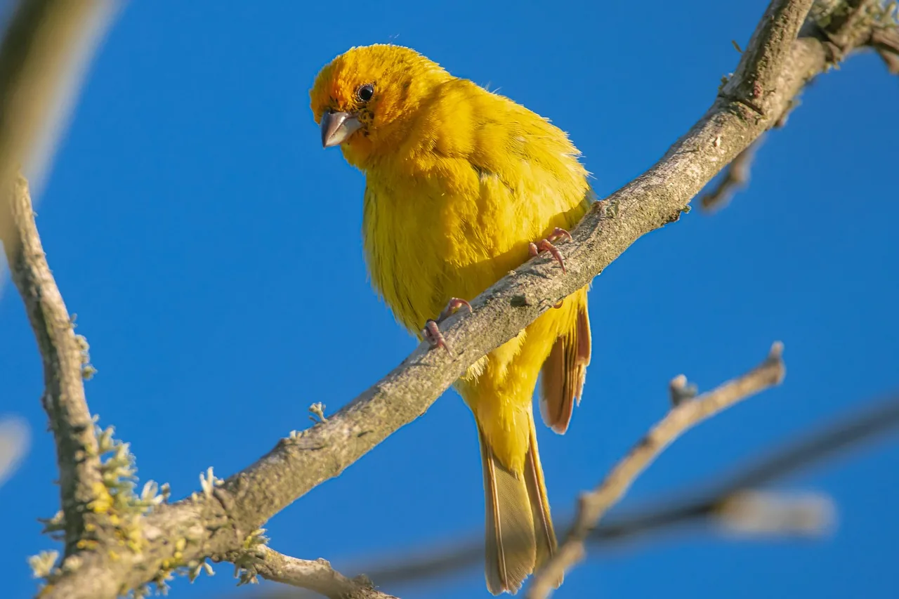 Photo of a yellow canary perched on a tree branch against a blue sky