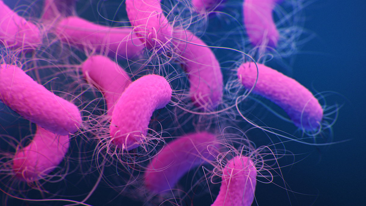 Image of Pseudomonas Aeruginosa. Credit: CDC