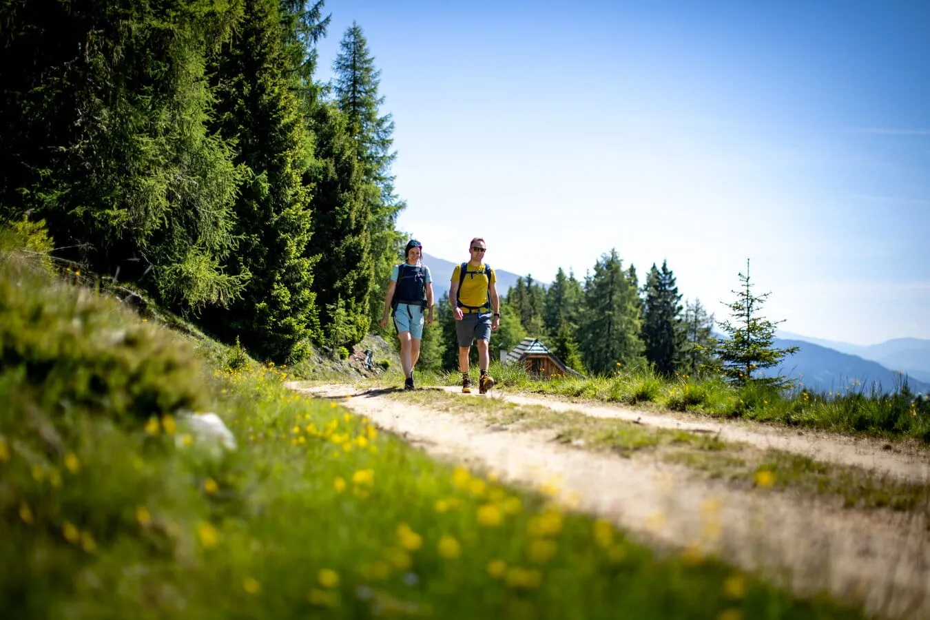 Zwei Wanderer gehen auf einem sonnigen Waldweg mit grünen Bäumen und Bergen im Hintergrund.