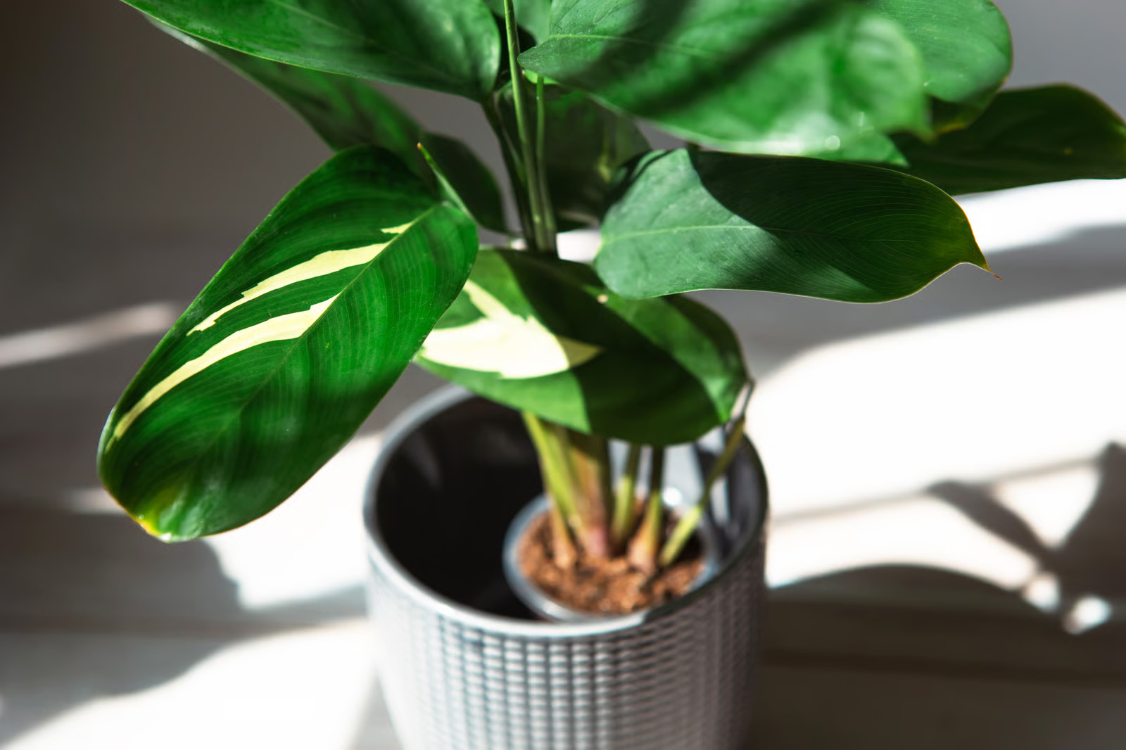 Green houseplant with variegated leaves in a textured gray pot casting shadows on a light surface.
