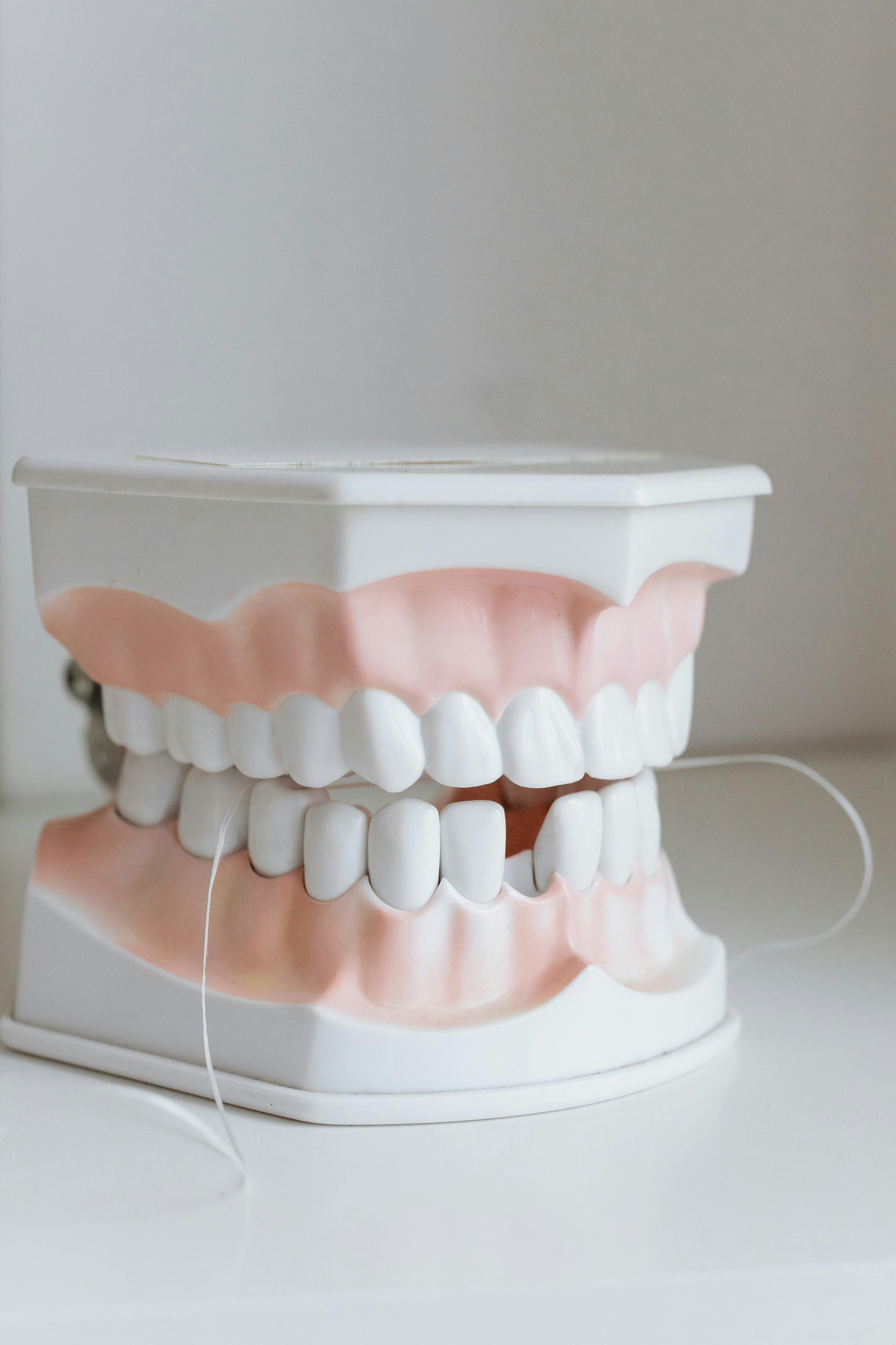 Dental model of upper and lower teeth with pink gums and a piece of dental floss.