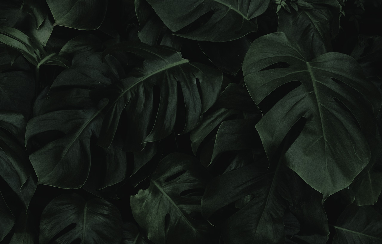 Dense arrangement of large dark green monstera plant leaves.