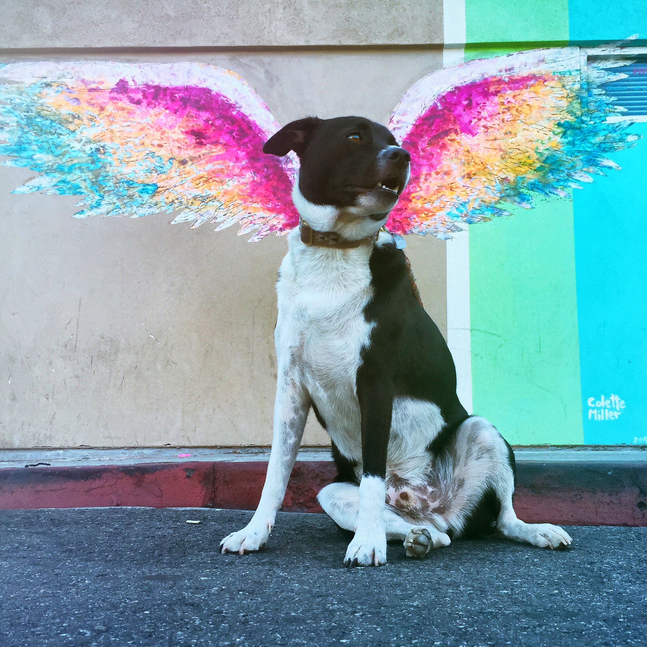 image of animal adoption event