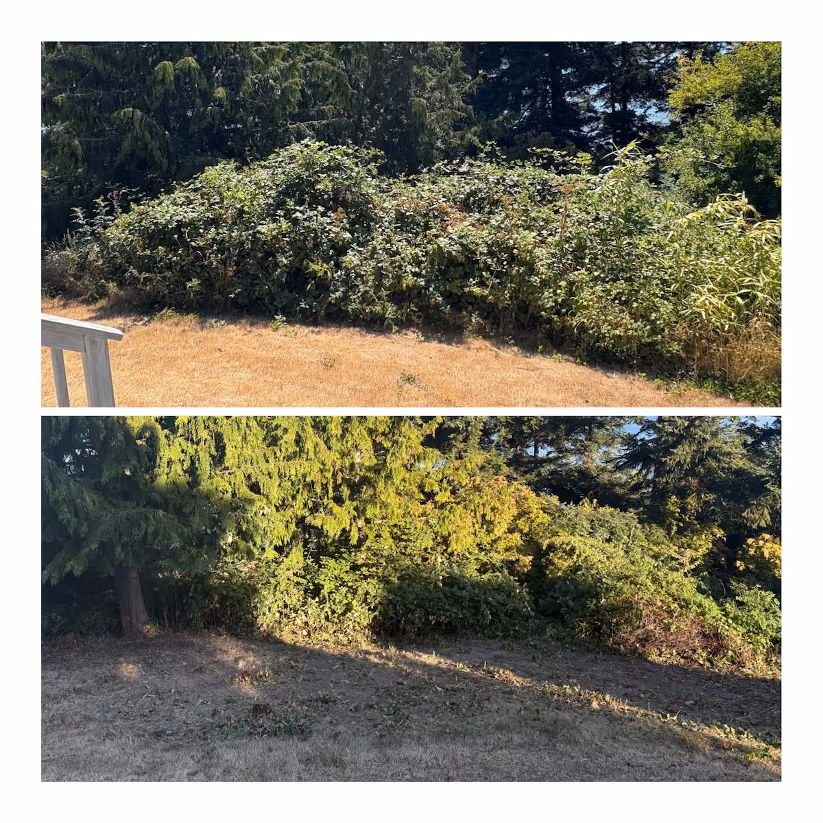 Land clearing and vegetation removal near me by Ebai’s Landscaping