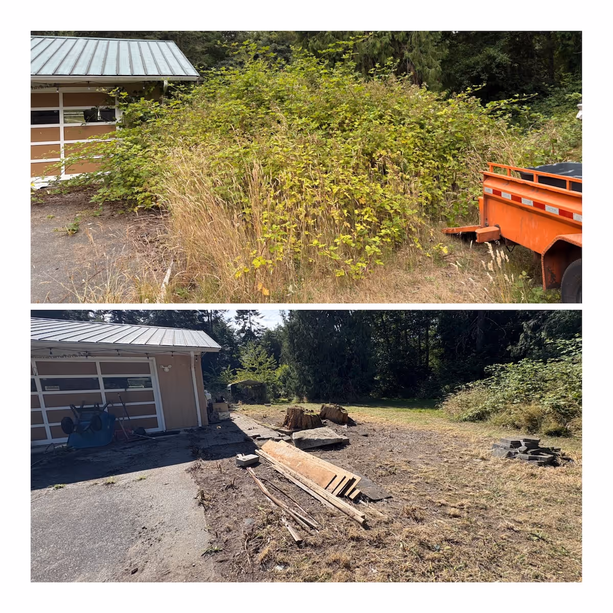 Overgrown brush and blackberry removal landscaping service