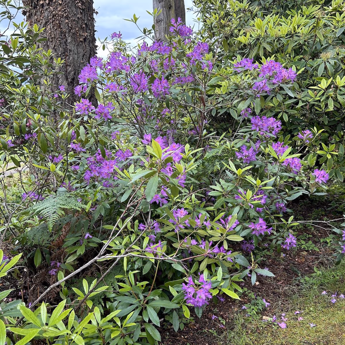Landscape design and installation services in Oak Harbor, Washington