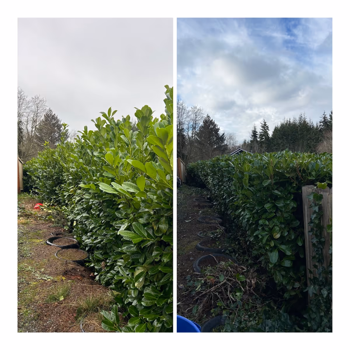 Overgrown yard cleanup and trimming service near me by Ebais Landscaping.