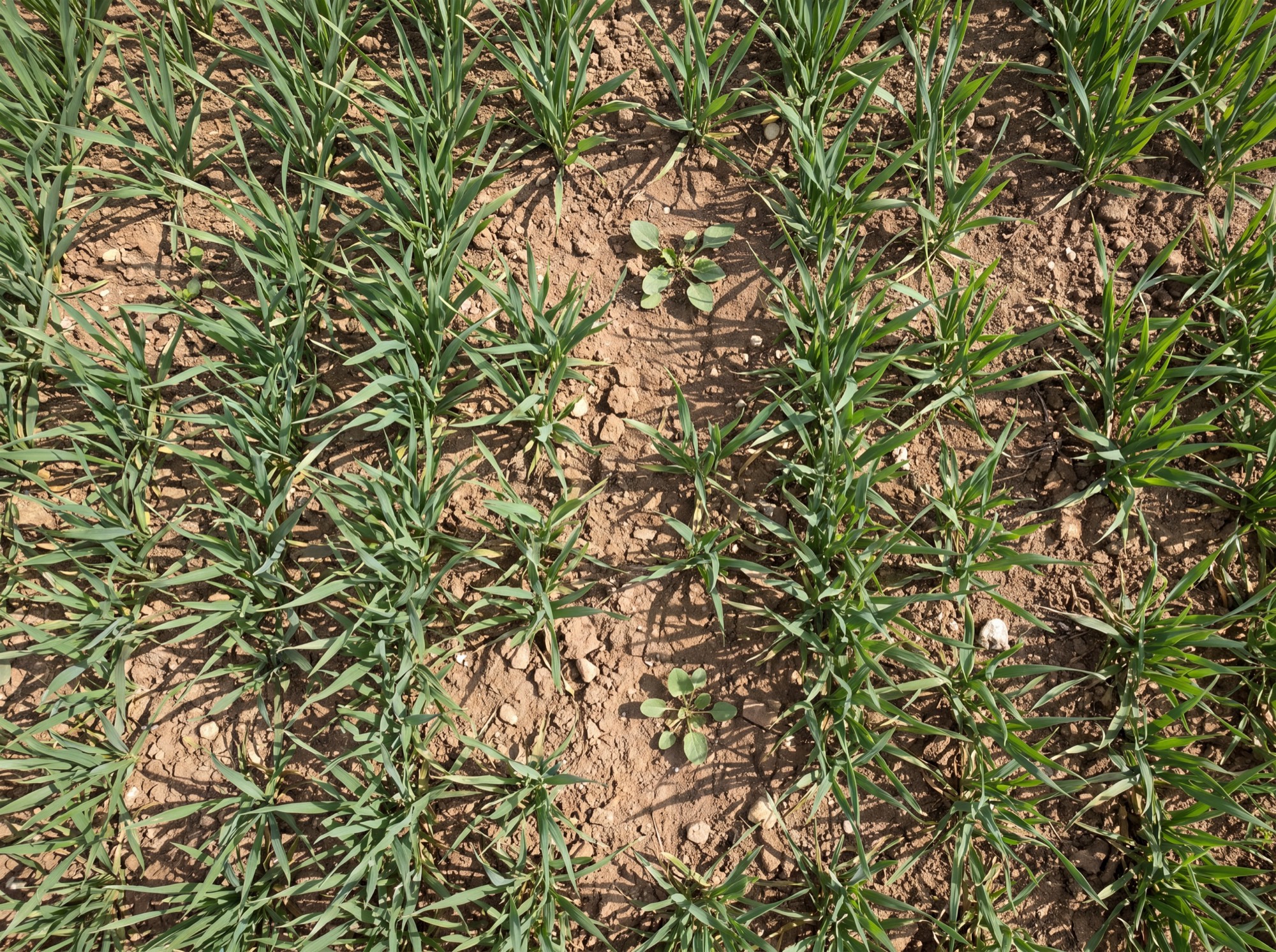 Young wheat rows with scattered weeds seen from above