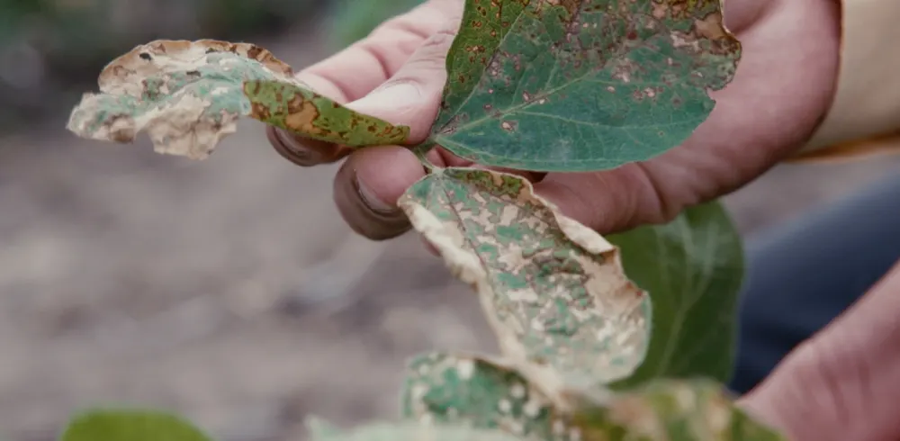 A hand holding damaged crop leaves in the field