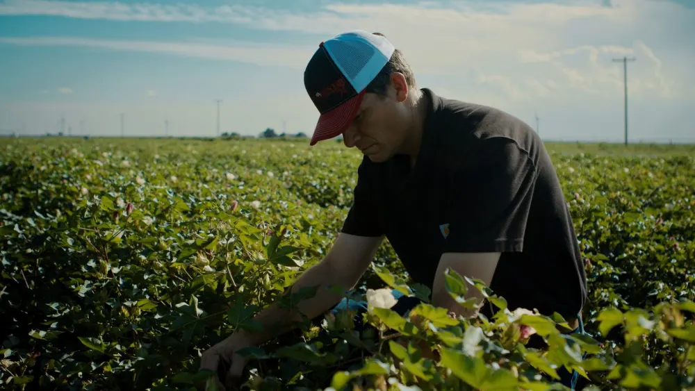 A grower inspecting plants in a cotton field