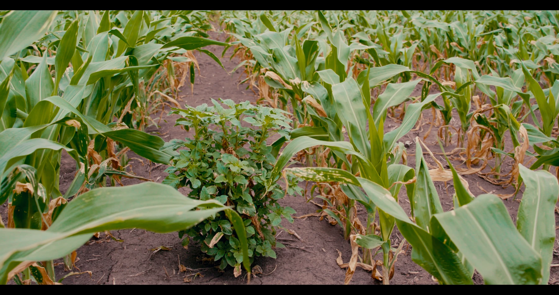 Broadleaf weeds growing between rows of corn