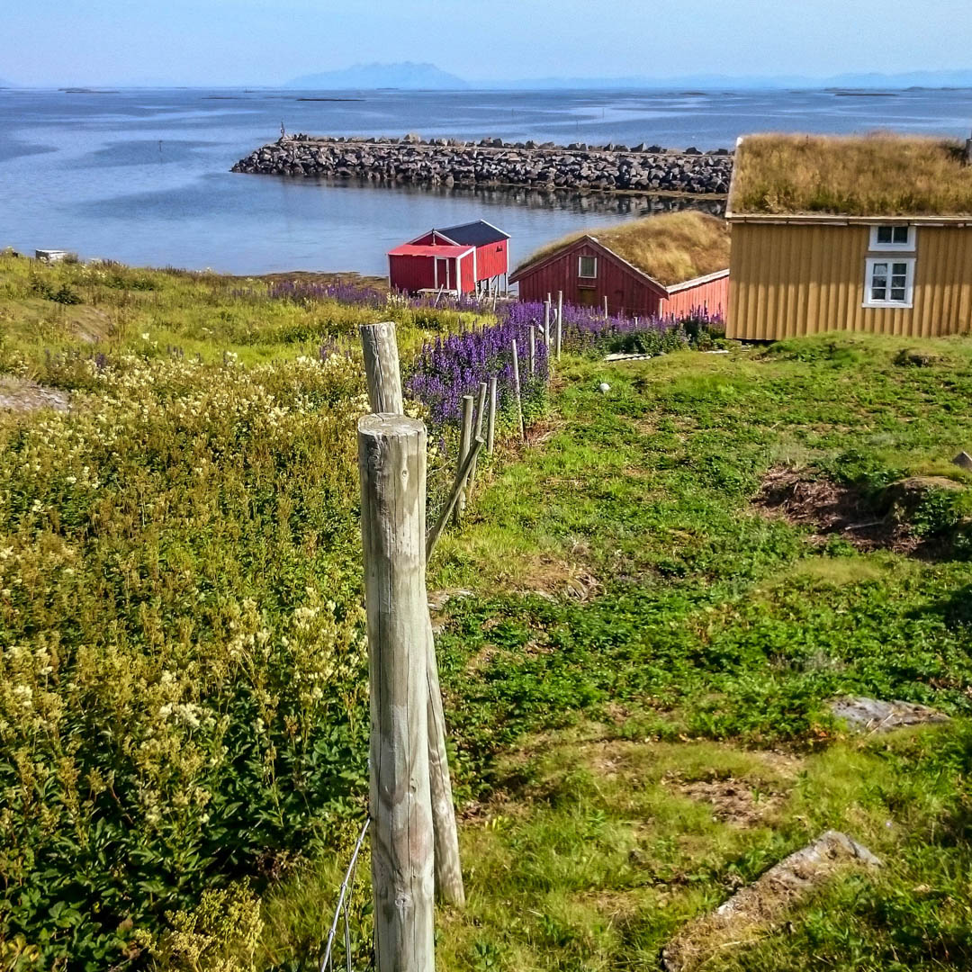 Kulturlandskap med beitet mark med lav vegetasjon på den ene siden av et gjerde og høy vegetasjon på den ubeitede delen. I bakgrunnen ses tradisjonelle nordlandshus og en molo ved havet.