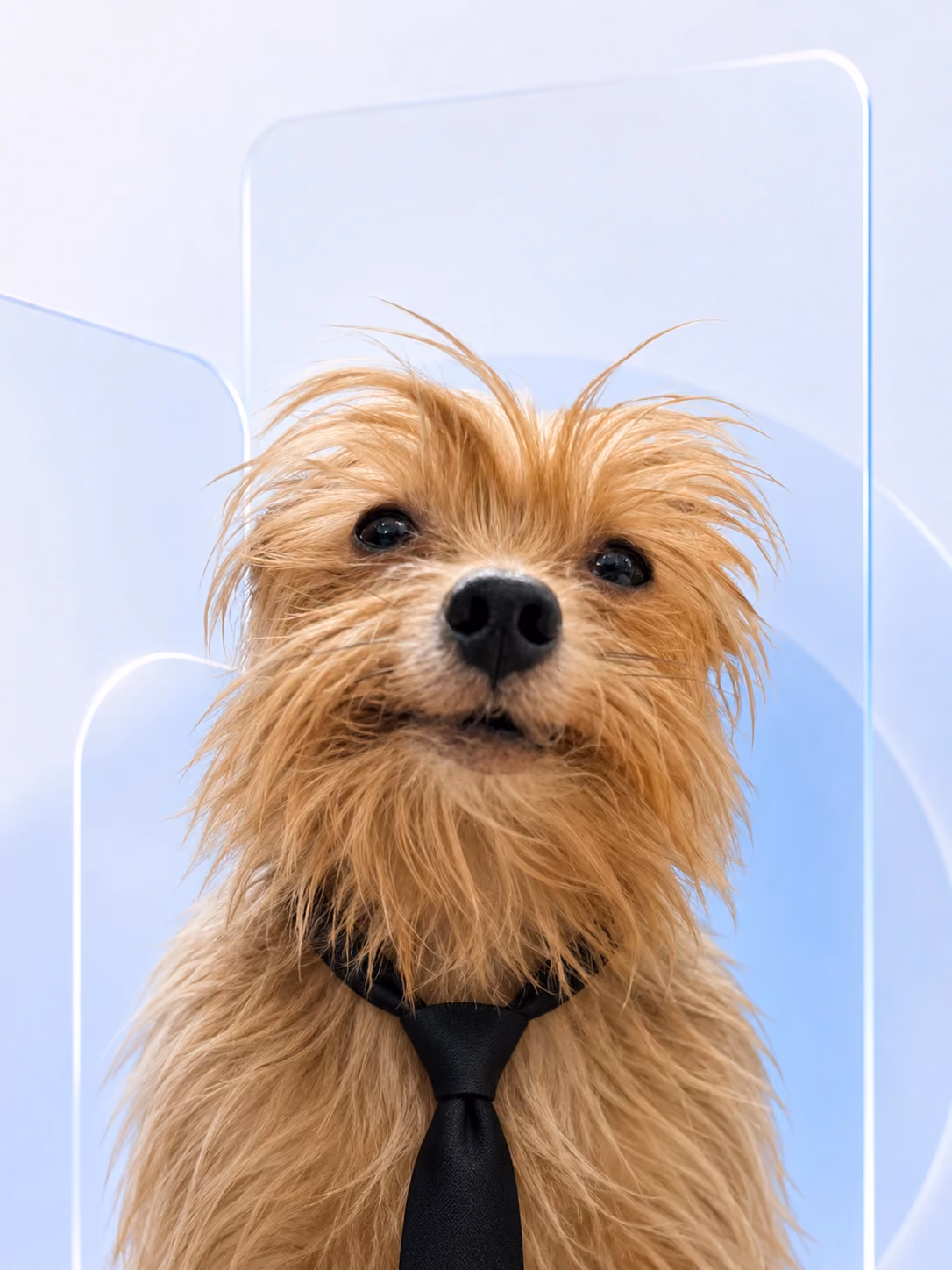 Professional Nimbus Media office dog profile portrait wearing a black tie against a soft pale blue glassmorphism background.
