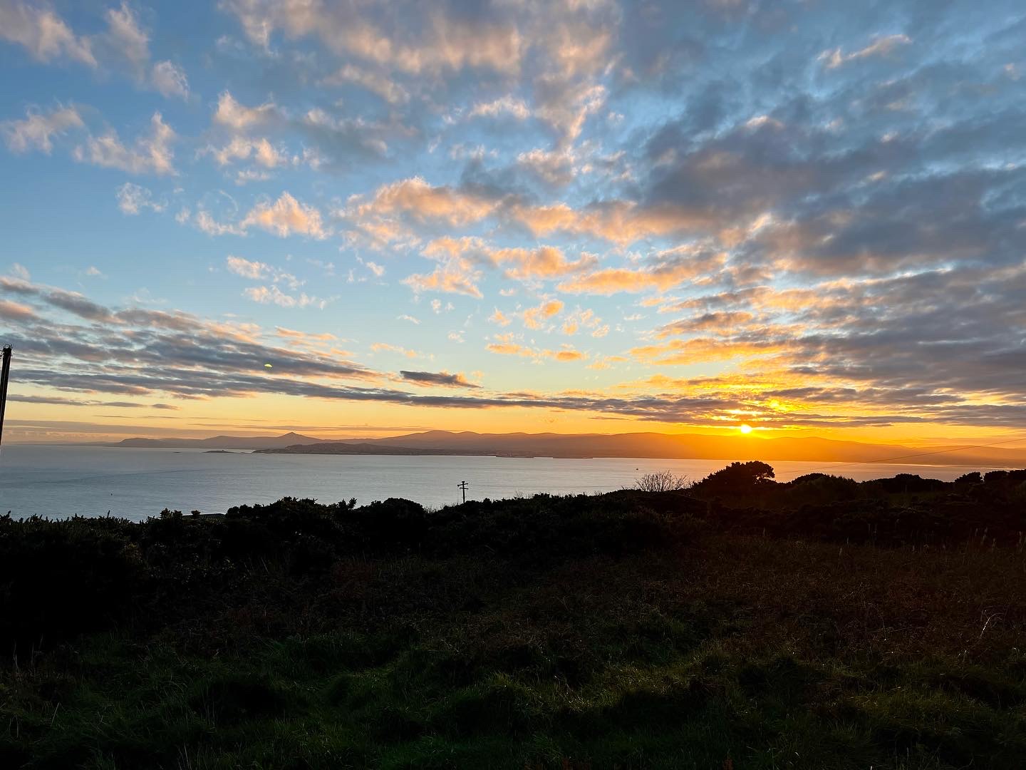 image of customer support interactions for an animal welfare nonprofit