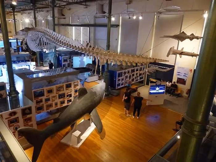 Whale skeleton and marine-life exhibits at Madrid’s National Museum of Natural Sciences