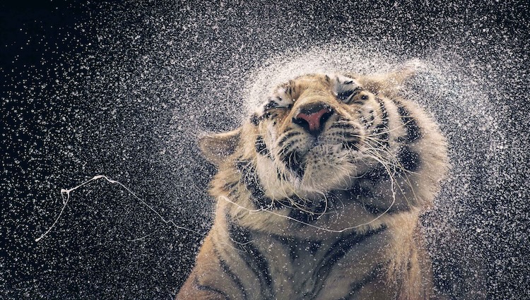 Photograph by Tim Flach: Tiger Shaking