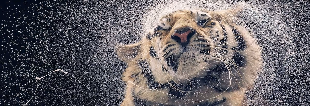 Photograph by Tim Flach: Tiger Shaking