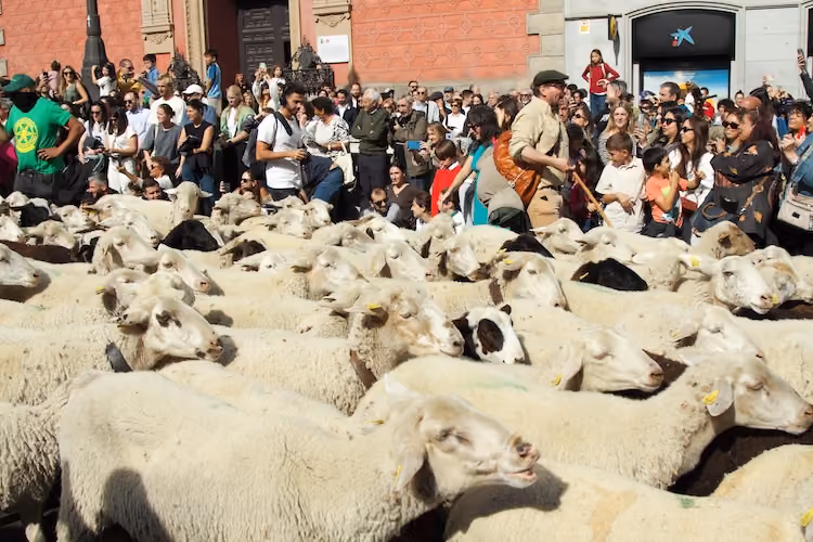 Fiesta de la Trashumancia de Madrid, con un rebaño de ovejas recorriendo las calles de la ciudad.
