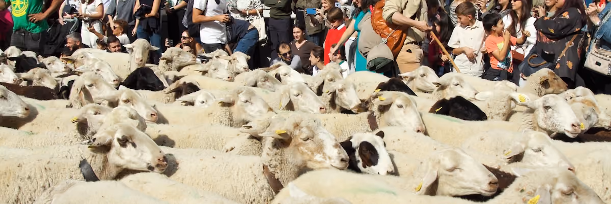 Fiesta de la Trashumancia de Madrid, con un rebaño de ovejas recorriendo las calles de la ciudad.
