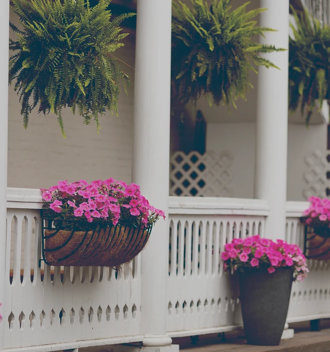 White porch railing decorated with hanging green ferns and pink flowers in baskets and pots.