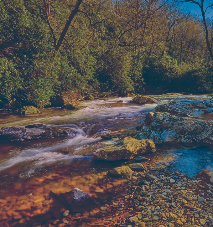 Clear river flowing over rocks with dense forest and leafless trees in the background under a blue sky.