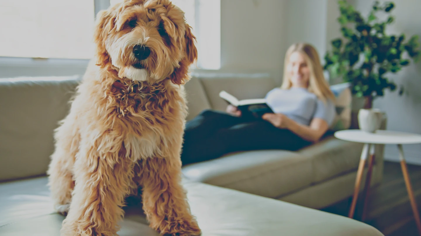 Fluffy brown dog standing on a sofa with a woman reading a book in the background.
