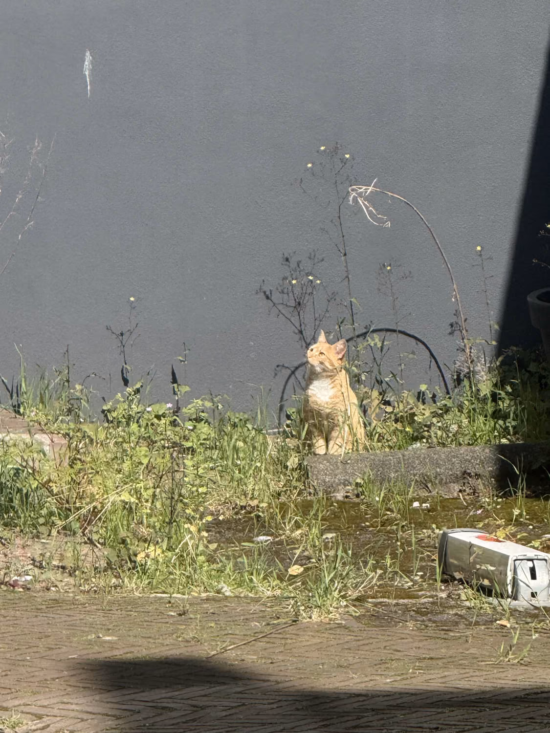 Orange tabby cat sitting in overgrown grass next to a gray wall, looking upward.