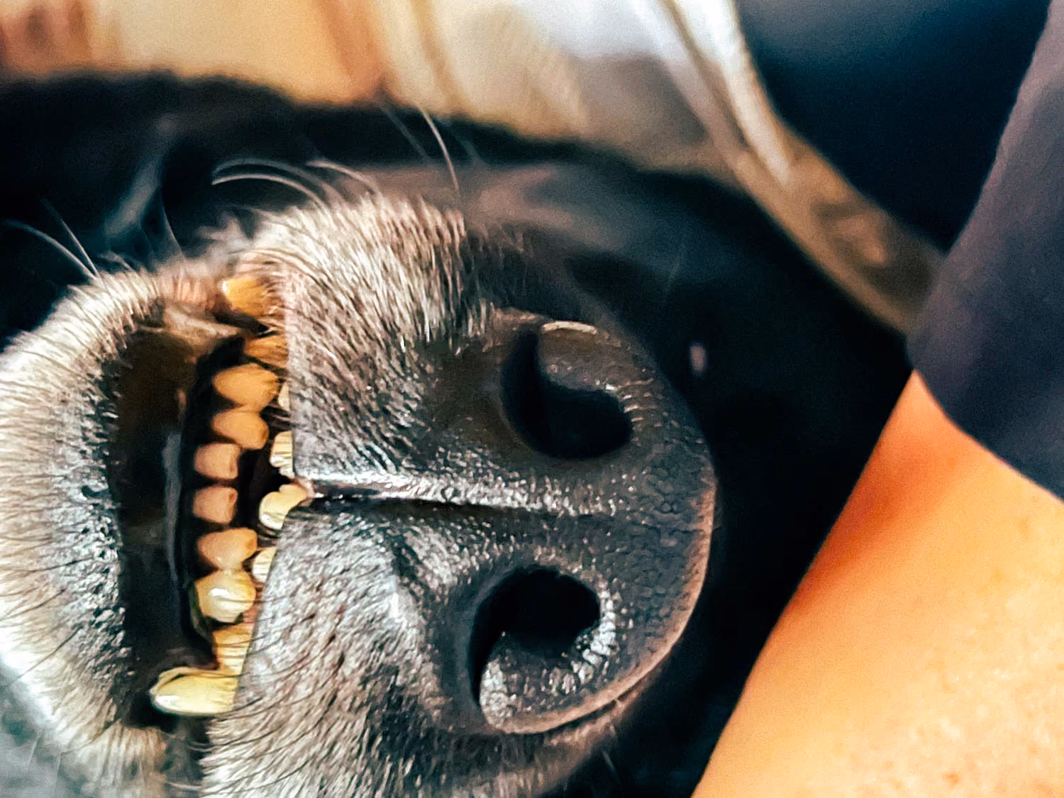 Close-up of a dog's nose and mouth showing teeth and whiskers.