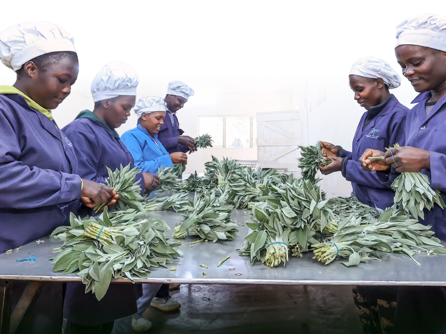 Workers in purple coats and hairnets bunch fresh herbs in the SokoFresh cold room at Urban Valley Natural Farms, Kenya