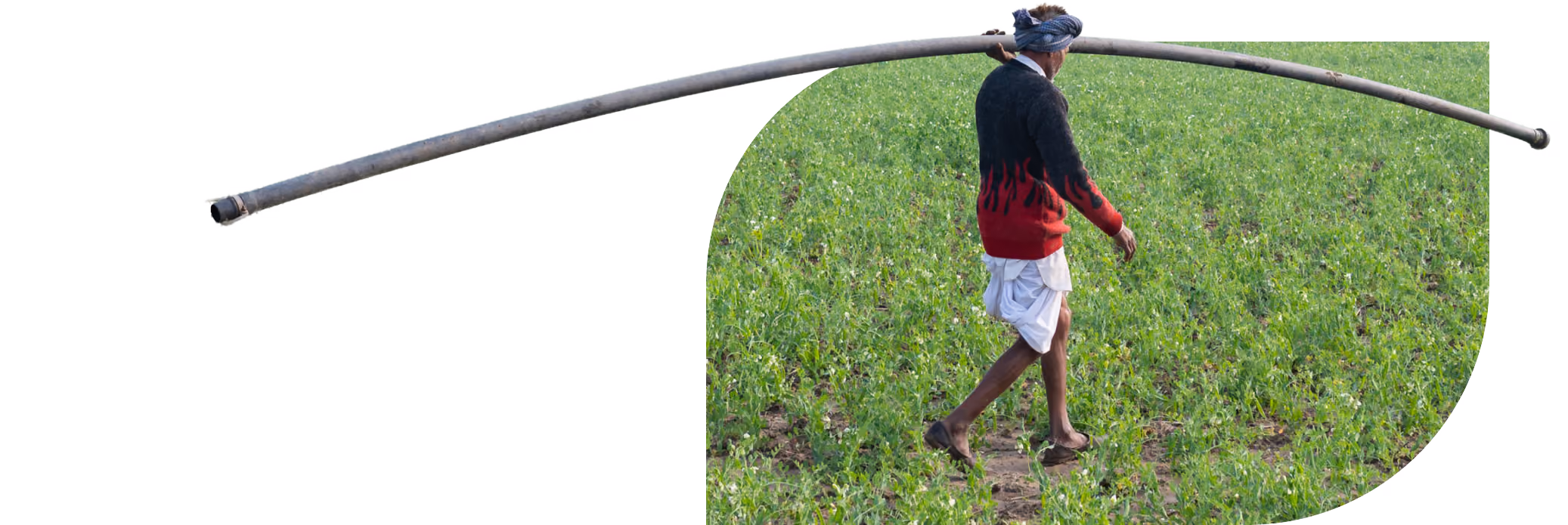 A farmer carries a long irrigation pipe across his shoulders over a green field in Rajasthan, India