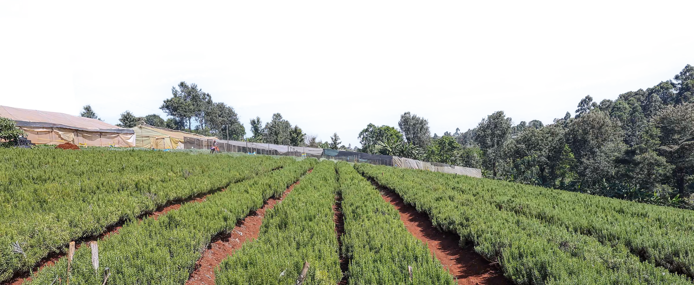 Rows of herbs growing in the fields at Urban Valley Natural Farms in Kenya