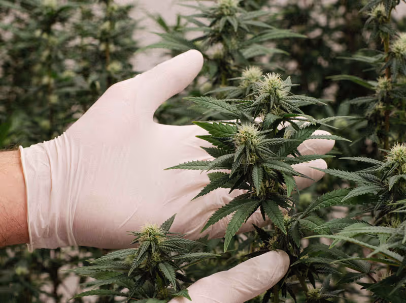 Hands in white gloves inspecting cannabis plants with green leaves and buds in a garden.