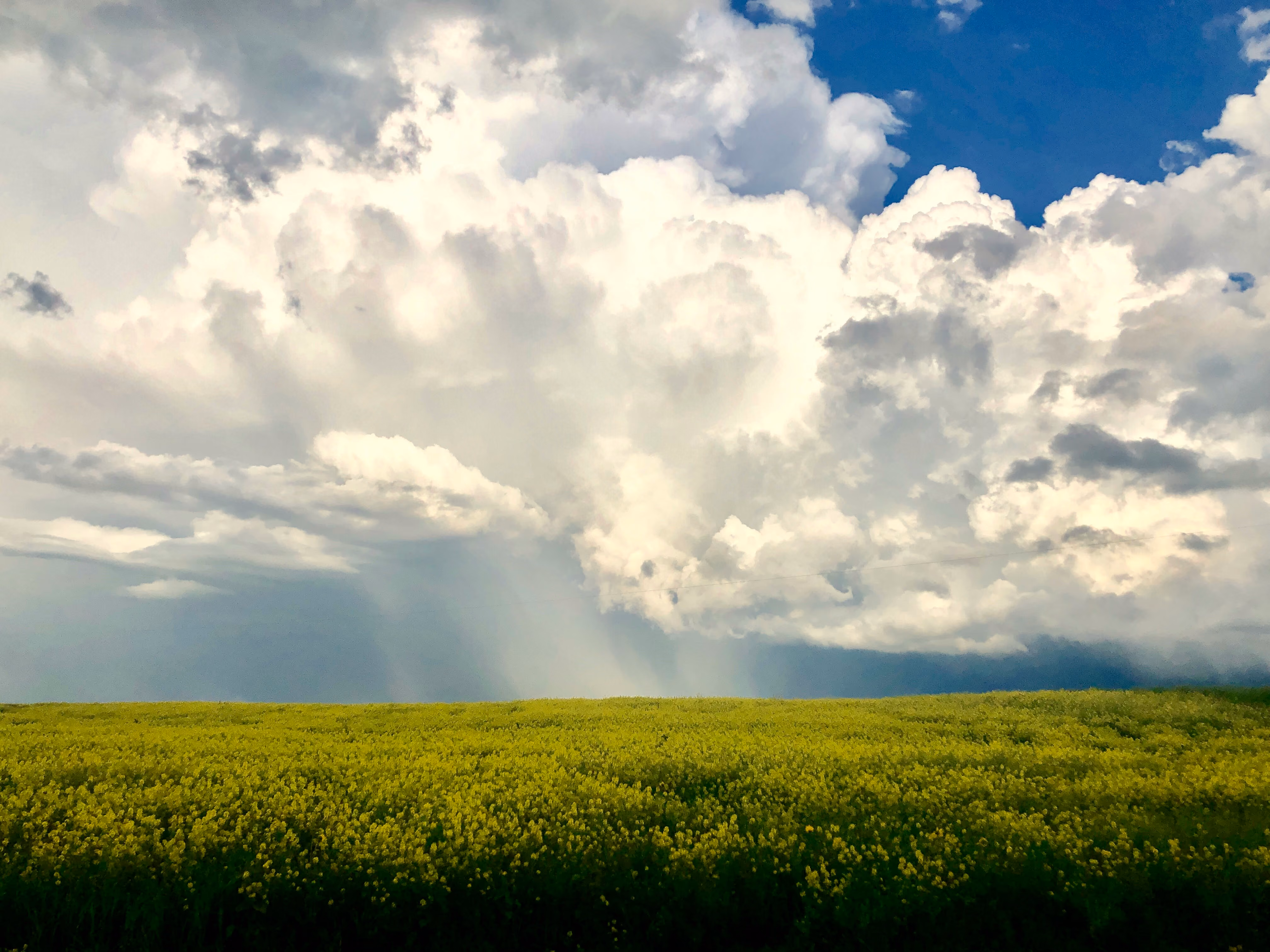 Yellow flower field under a sky with large, bright clouds and patches of blue.