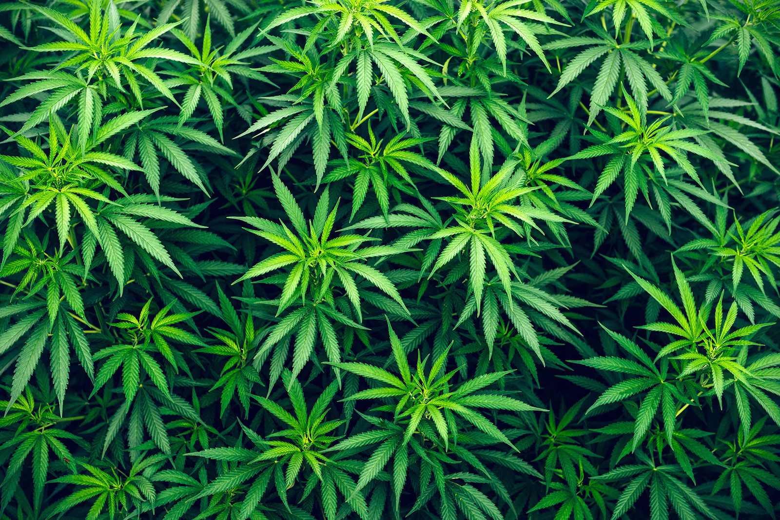 Dense green cannabis plants with serrated leaves covering the entire frame.